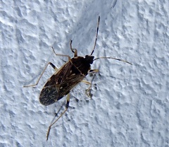 Elasmolomus lineosus