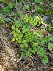 Campsis radicans image