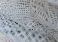 Crematogaster punctulata