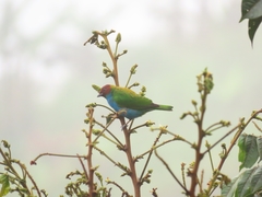 Tangara gyrola