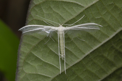 Pterophorus lacteipennis