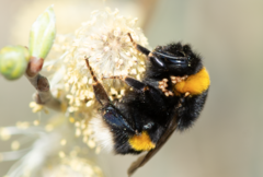 Bombus terrestris