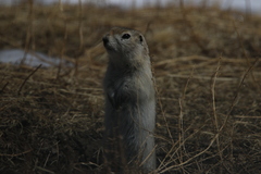 Urocitellus undulatus