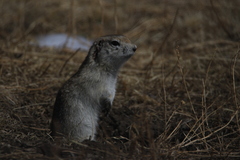 Urocitellus undulatus