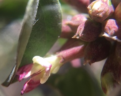 Hosackia crassifolia