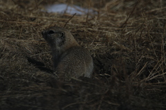 Urocitellus undulatus