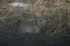 Urocitellus undulatus