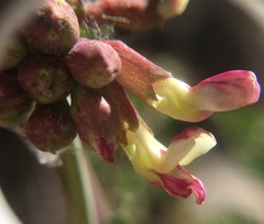 Hosackia crassifolia