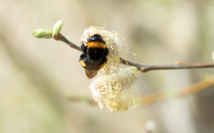 Bombus terrestris