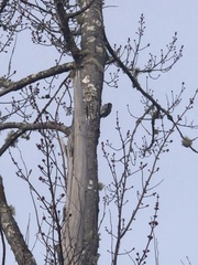 Sphyrapicus varius image
