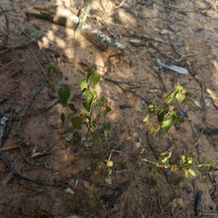 Pseudabutilon callimorphum