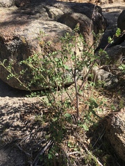 Hosackia crassifolia