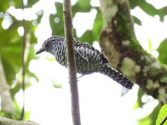 Thamnophilus multistriatus