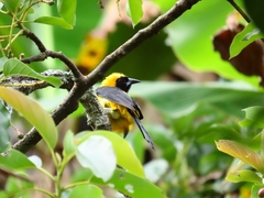 Icterus chrysater