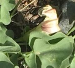 Calystegia malacophylla
