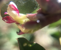 Hosackia crassifolia