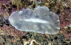 Pericelis hymanae