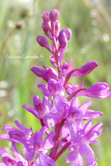 Orchis mascula laxifloriformis