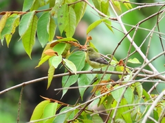 Spinus psaltria