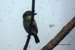 Pogoniulus scolopaceus