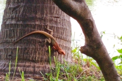 Calotes versicolor