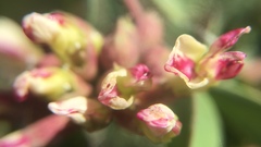 Hosackia crassifolia