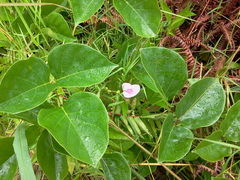 Canavalia cathartica