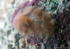 Acotylea