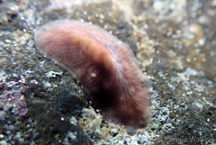 Acotylea