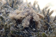 Polydectus cupulifer