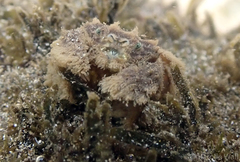 Polydectus cupulifer