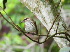 Myiodynastes maculatus