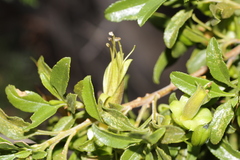Eremophila serrulata