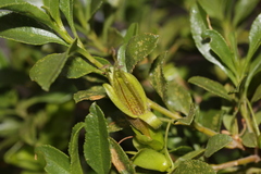 Eremophila serrulata