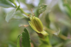 Eremophila serrulata
