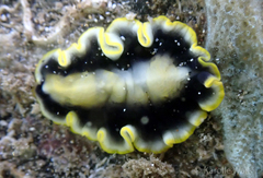 Pseudoceros paralaticlavus