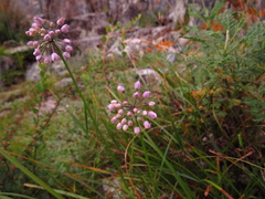 Allium rubens