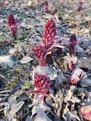 Petasites hybridus
