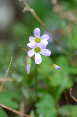 Oxalis alpina