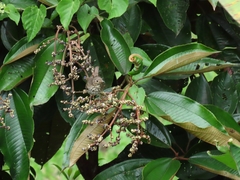 Catharus ustulatus