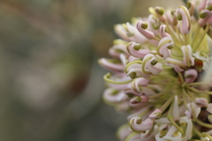 Hakea scoparia