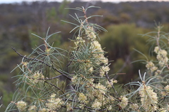 Hakea scoparia