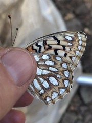 Speyeria callippe comstocki