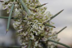 Hakea scoparia