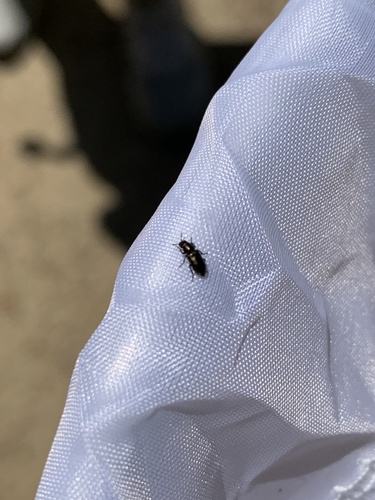 iNaturalist observation photo of Soft-winged Flower Beetles