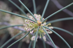 Hakea scoparia