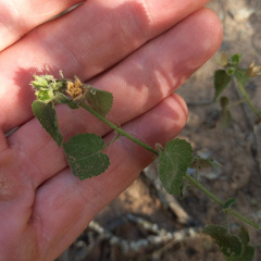 Pseudabutilon callimorphum