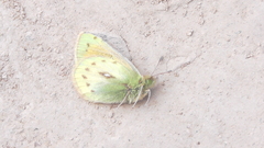 Colias