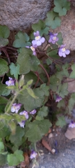 Cymbalaria muralis