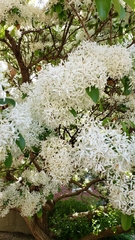 Chionanthus retusus